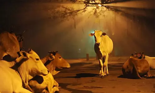 പശു അമ്മയാണ്, പശു കശാപ്പ് നിര്‍ത്തിയാല്‍ ഭൂമിയിലെ എല്ലാ പ്രശ്‌നങ്ങളും അവസാനിക്കും -ഗുജറാത്ത് കോടതി