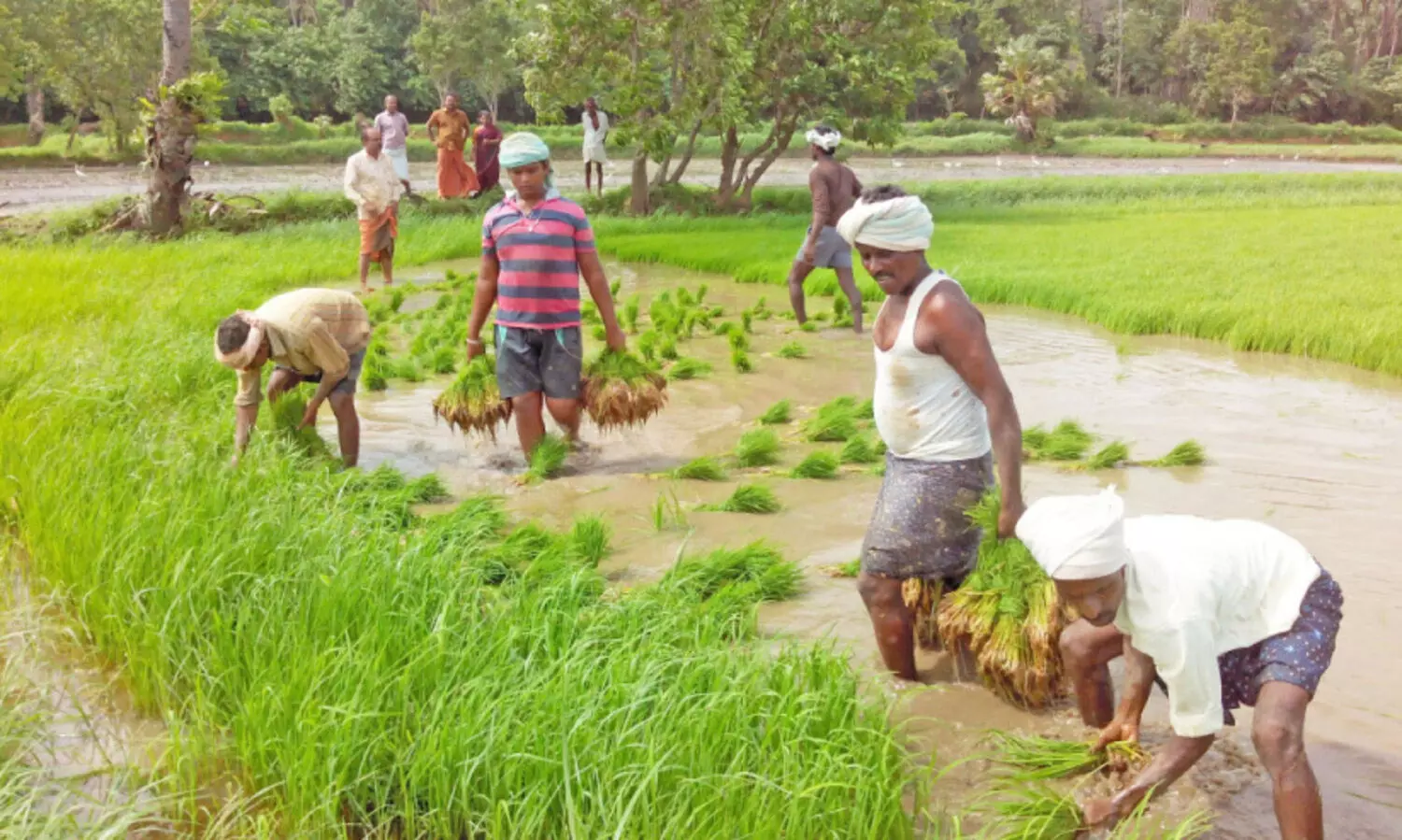 aawaz card distribution stopped