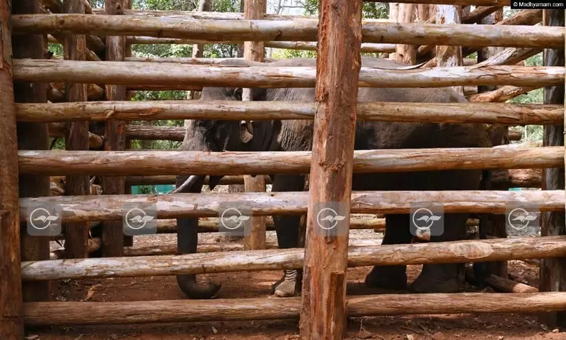 പി.ടി 7ന് വേണ്ടി പ്രത്യേക ഡയറ്റ് ബുക്കും പാചകക്കാരനും പാപ്പാനും; പരിചരണത്തിന് വയനാട് സംഘത്തിന്‍റെ സഹായം തേടും