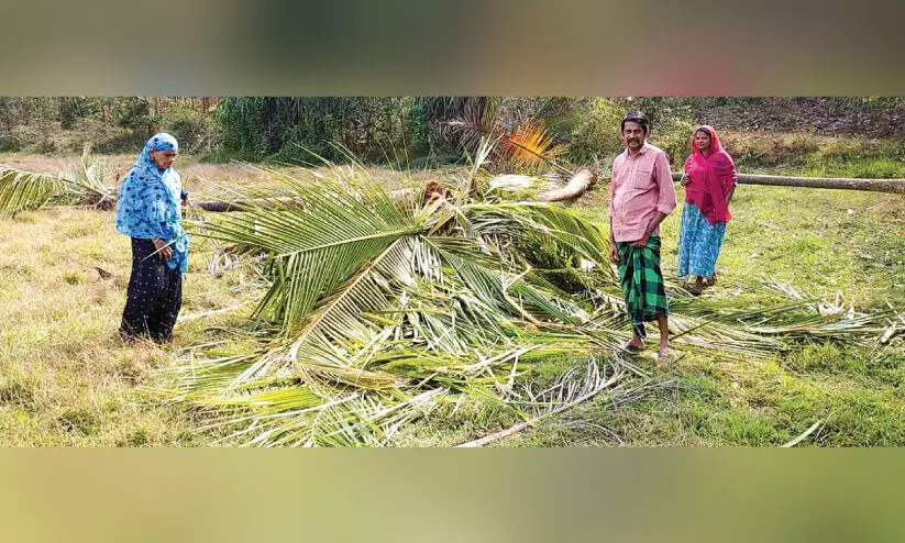 Elephant attack in Karimbuzha Elephant attack in Karimbuzha