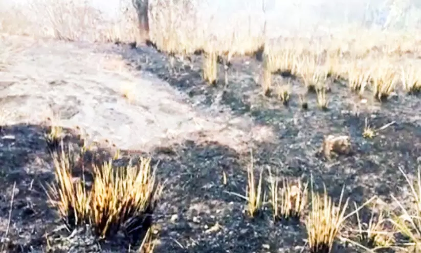 forest fire forest fire