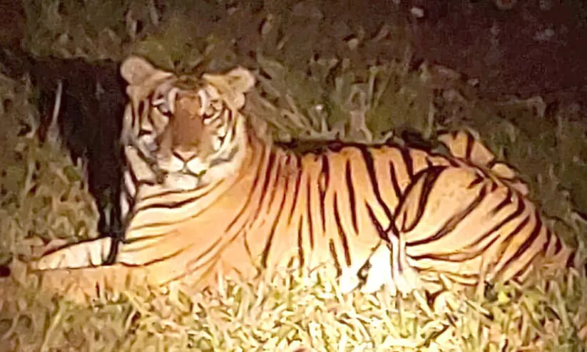 പൊൻകുഴിയിൽ ദേശീയപാതയോരത്ത് കടുവ സാന്നിധ്യം