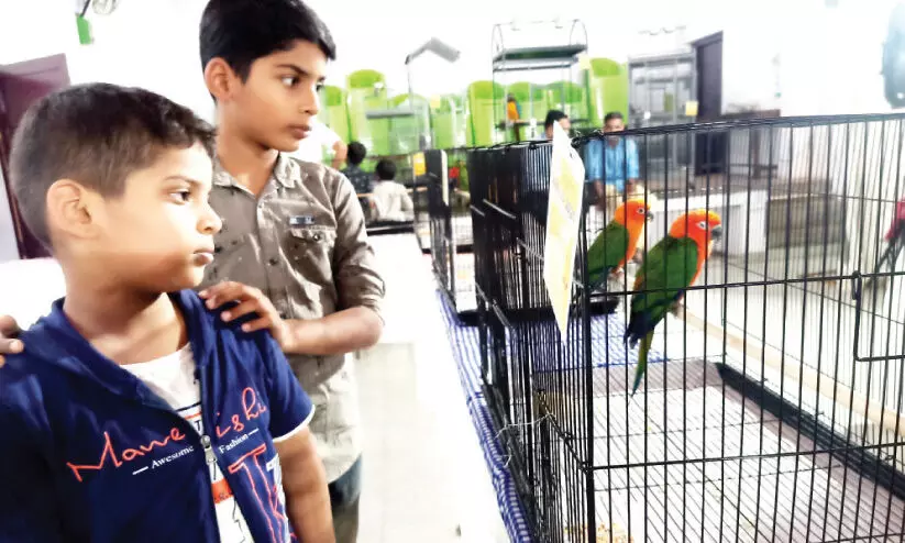 ഫി​ഞ്ച് മു​ത​ൽ മ​കാ​വ് വ​രെ; അ​തി​ശ​യി​പ്പി​ച്ച് ത​ത്ത പ്ര​ദ​ർ​ശ​നം