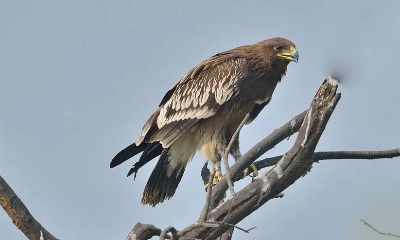 Greater Spotted Eagle Greater Spotted Eagle