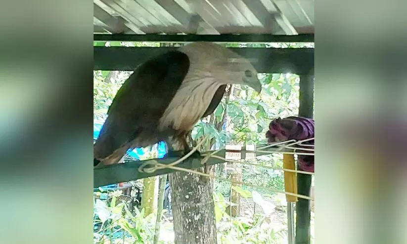 Eagle in Pallickal Eagle in Pallickal