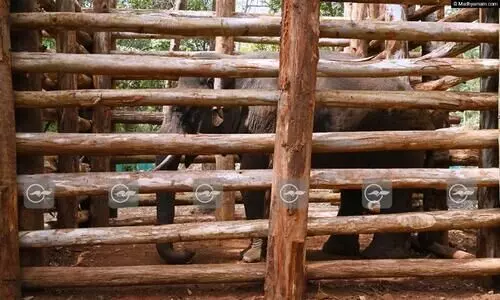 പി.ടി 7ന് വേണ്ടി പ്രത്യേക ഡയറ്റ് ബുക്കും പാചകക്കാരനും പാപ്പാനും; പരിചരണത്തിന് വയനാട് സംഘത്തിന്‍റെ സഹായം തേടും