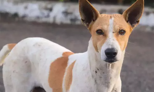 തെരുവ് നായയെ പെട്രോൾ ഒഴിച്ചു കത്തിച്ച് കോളജ് വിദ്യാർഥി; രക്ഷകനായി പാൽ കച്ചവടക്കാരൻ