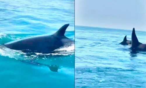 കു​വൈ​ത്ത് ക​ട​ലി​ൽ തി​മിം​ഗ​ല​ങ്ങ​ൾ എ​ത്തി​യ​തി​ൽ സ്ഥി​രീ​ക​ര​ണ​മി​ല്ല