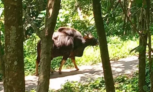 ഭീതിവിതച്ച് വന്യമൃഗങ്ങൾ; ജനങ്ങളിൽ ആശങ്ക ഭീതിവിതച്ച് വന്യമൃഗങ്ങൾ; ജനങ്ങളിൽ ആശങ്ക