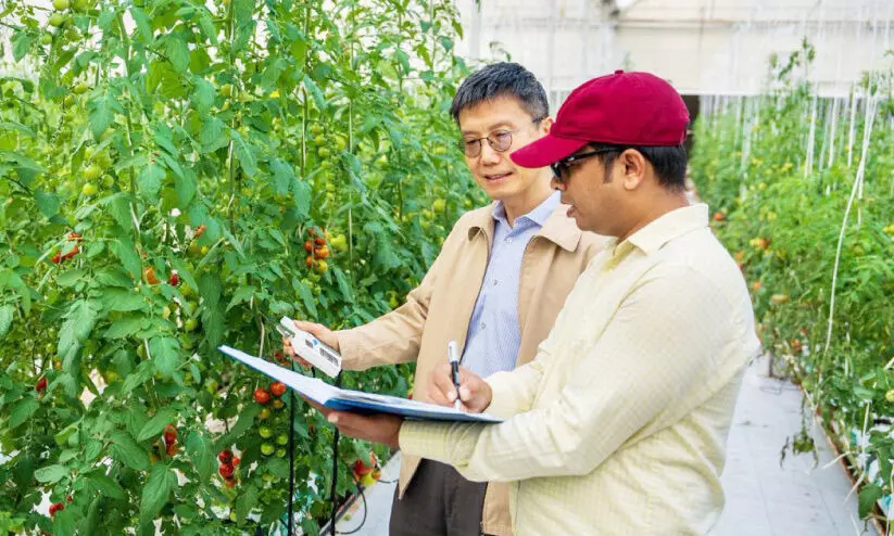 തക്കാളി ഉൽപാദനം വർധിപ്പിക്കാനുള്ള ഗവേഷണവുമായി ടെക്സസ് എ ആൻഡ് എം യൂനിവേഴ്സിറ്റി തക്കാളി ഉൽപാദനം വർധിപ്പിക്കാനുള്ള ഗവേഷണവുമായി ടെക്സസ് എ ആൻഡ് എം യൂനിവേഴ്സിറ്റി