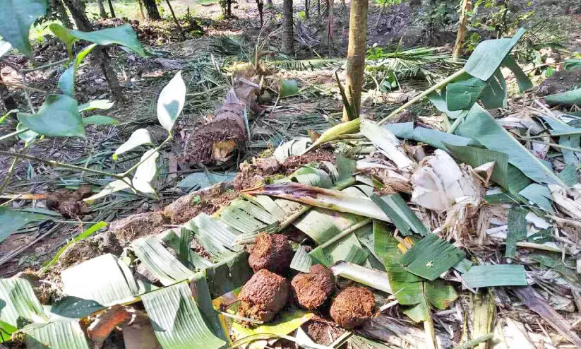 ചെമ്പനോടയില്‍ കാട്ടാനകൾ കാര്‍ഷിക വിളകള്‍ നശിപ്പിച്ചു