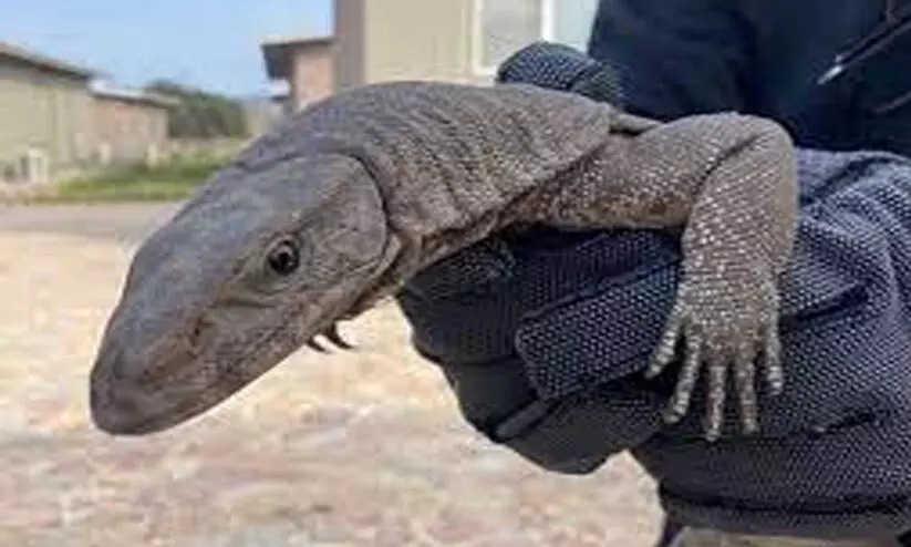 Endangered Bengal monitor lizard spotted