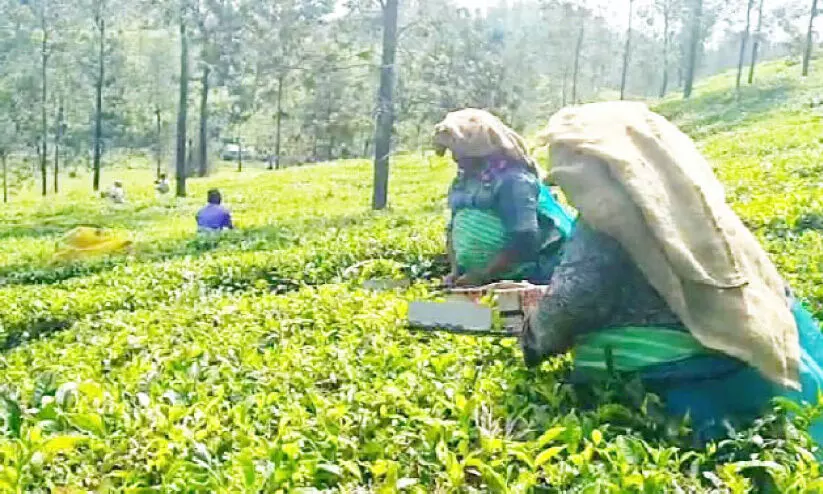 തോ​ട്ടം തൊ​ഴി​ലാ​ളി​ക​ളു​ടെ ക്ഷാ​മ​ബ​ത്ത വ​ർ​ധി​പ്പി​ക്കാ​ൻ ന​ട​പ​ടി​യി​ല്ല