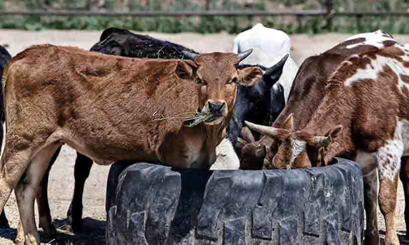 ഭക്ഷ്യവിഷബാധ; കടുത്തുരുത്തിയിൽ പശു ചത്തു | food poisoning; The cow died ...