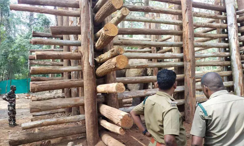 പാപ്പാന്മാർ എത്തി; ഒരാഴ്ച കഴിഞ്ഞാൽ പി.ടി ഏഴിന് പോഷകാഹാരം പാപ്പാന്മാർ എത്തി; ഒരാഴ്ച കഴിഞ്ഞാൽ പി.ടി ഏഴിന് പോഷകാഹാരം