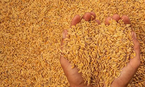 നെല്ലുസംഭരണം: പണം കണ്ടെത്താൻ സർക്കാർ ഇടപെടൽ