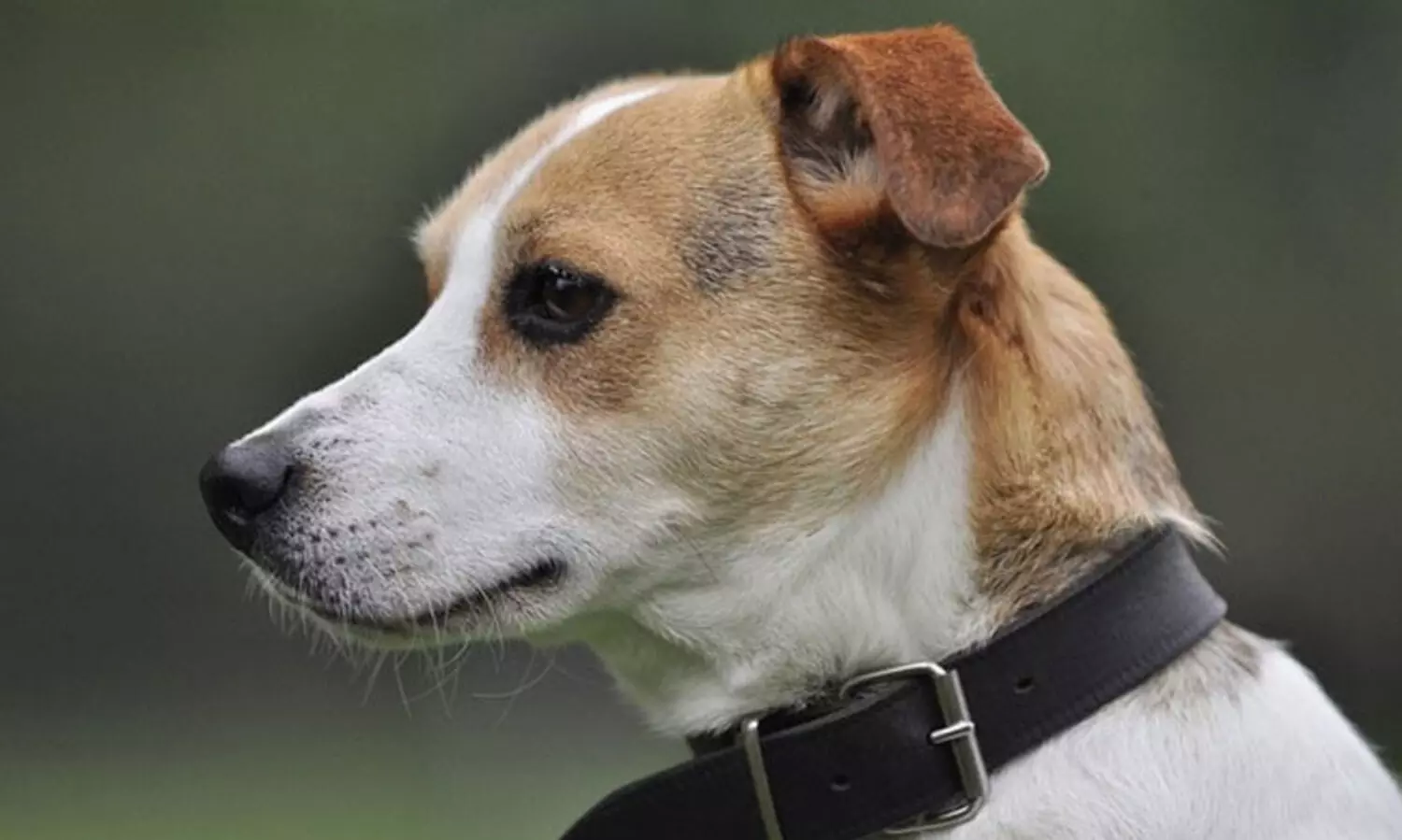 The dog stepped on the muzzle of the gun; The American was shot dead