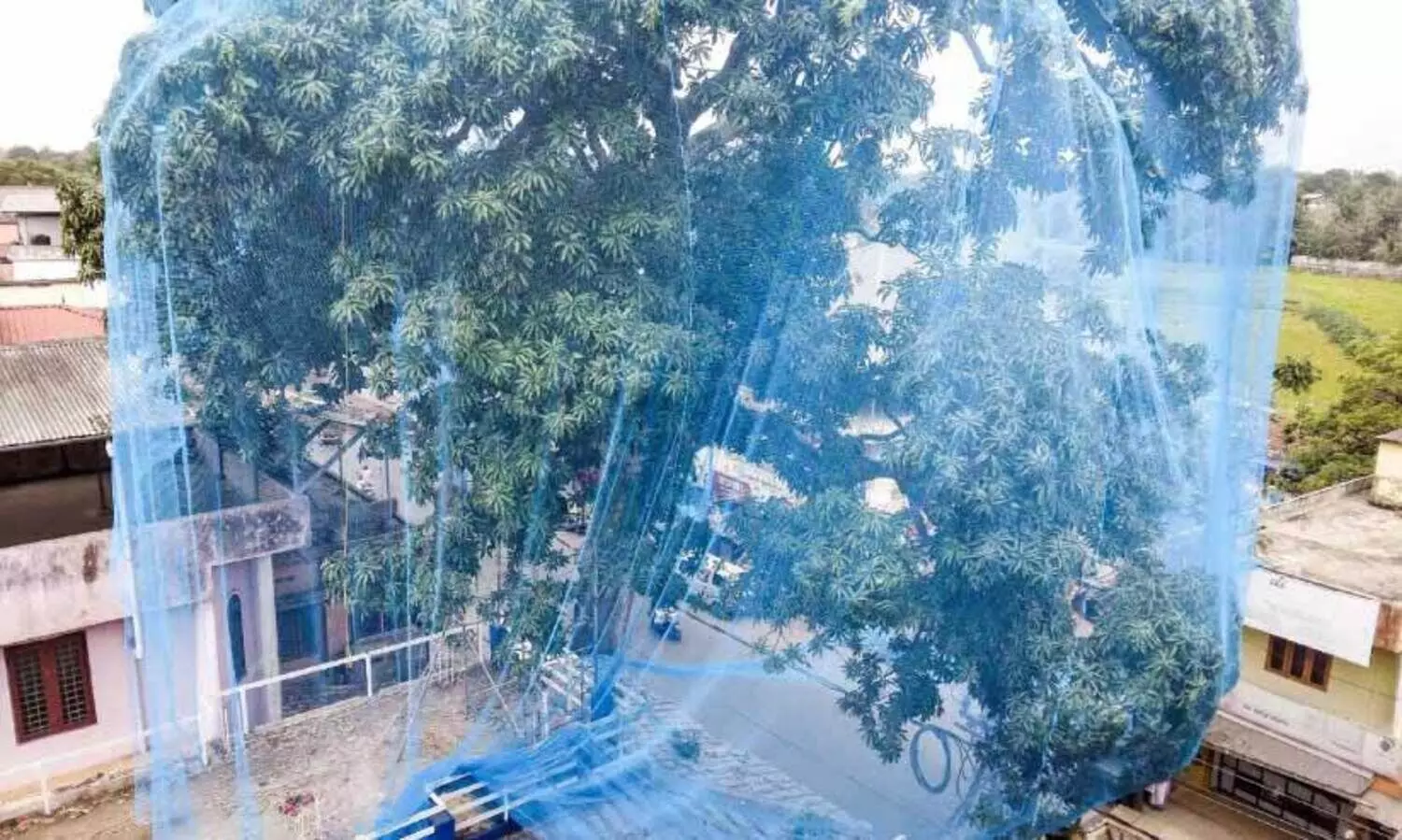 ഇനി മാവിൻ കൊമ്പിലിരിക്കാൻ വാ..​!