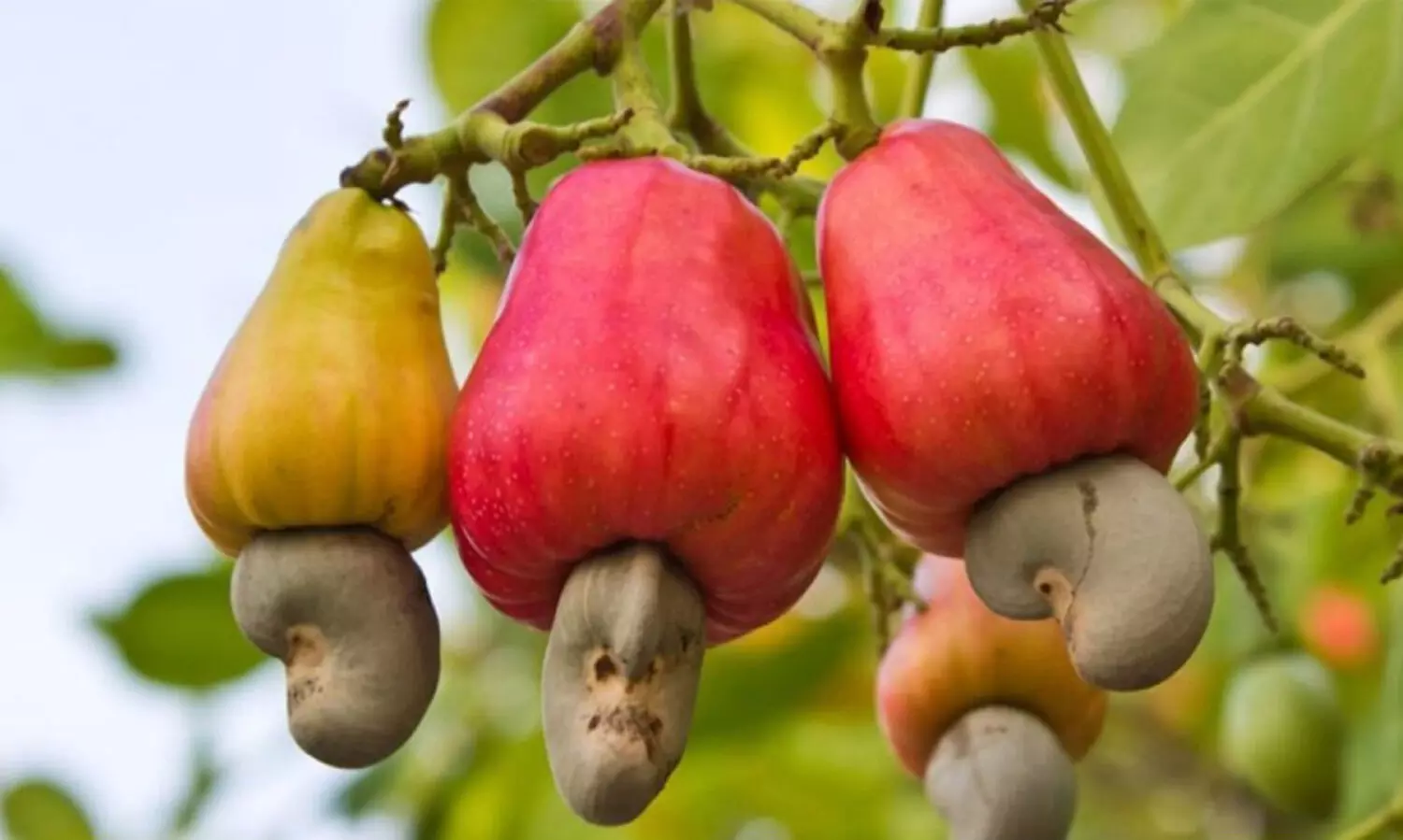 നാടൻ തോട്ടണ്ടി സംഭരണം സുഗമമാക്കാൻ മന്ത്രിതല തീരുമാനം