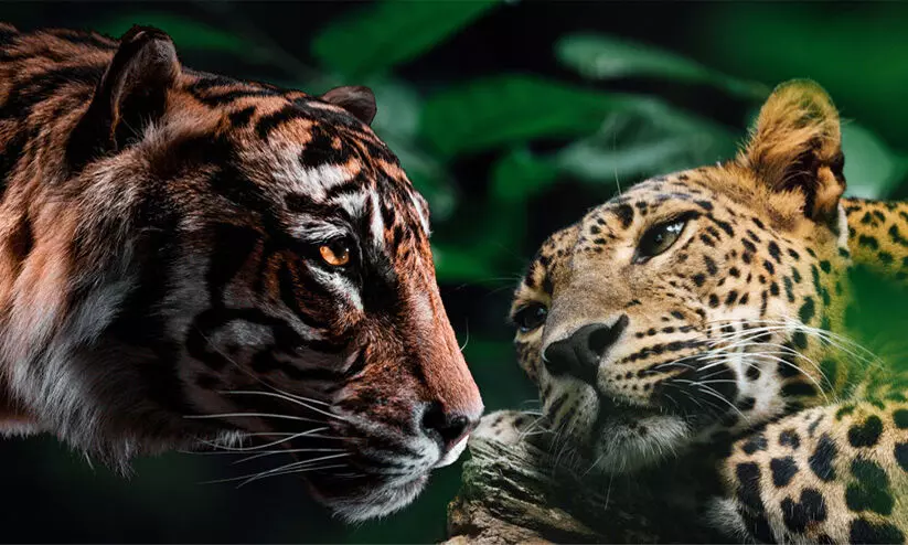 tiger-leopard menace