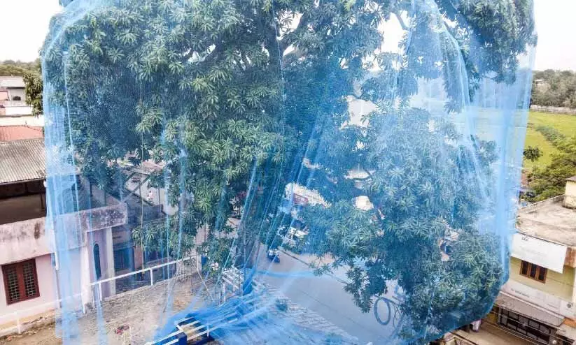 ഇനി മാവിൻ കൊമ്പിലിരിക്കാൻ വാ..​!