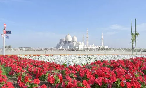 പൂ​ക്ക​ളാ​ൽ പൂ​ത്തു​ല​ഞ്ഞ്​ അ​ബൂ​ദ​ബി