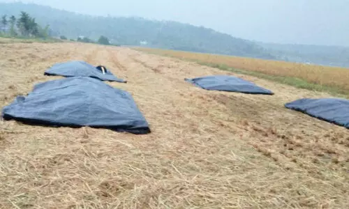 അ​പ്ര​തീ​ക്ഷി​ത മ​ഴ; നെ​ൽ​കൃ​ഷി ന​ശി​ച്ചു കാ​പ്പി​ ക​ർ​ഷ​ക​ർ​ക്കും ന​ഷ്ടം