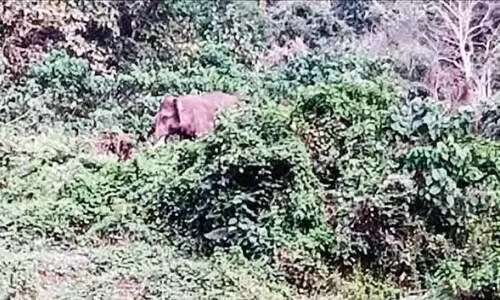 കാ​ട്ടാ​ന