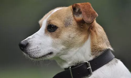 The dog stepped on the muzzle of the gun; The American was shot dead