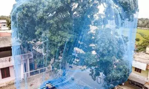 ഇനി മാവിൻ കൊമ്പിലിരിക്കാൻ വാ..​!