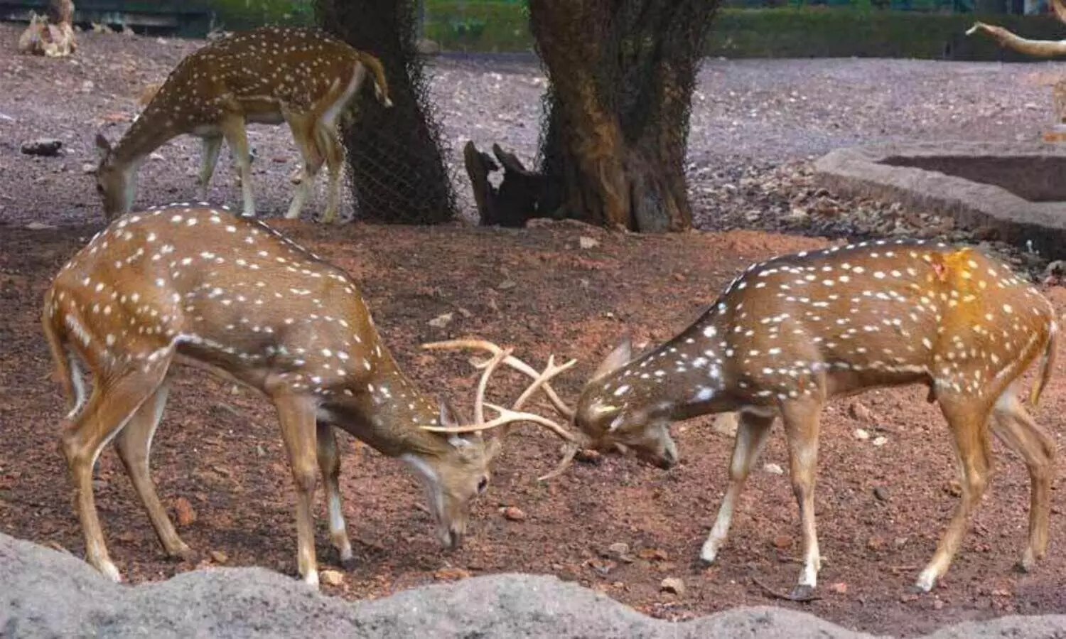മൃഗശാലയിലെ ക്ഷയരോഗ ബാധ; ‘സിയാദ്’​റിപ്പോര്‍ട്ടിൽ അതൃപ്തി