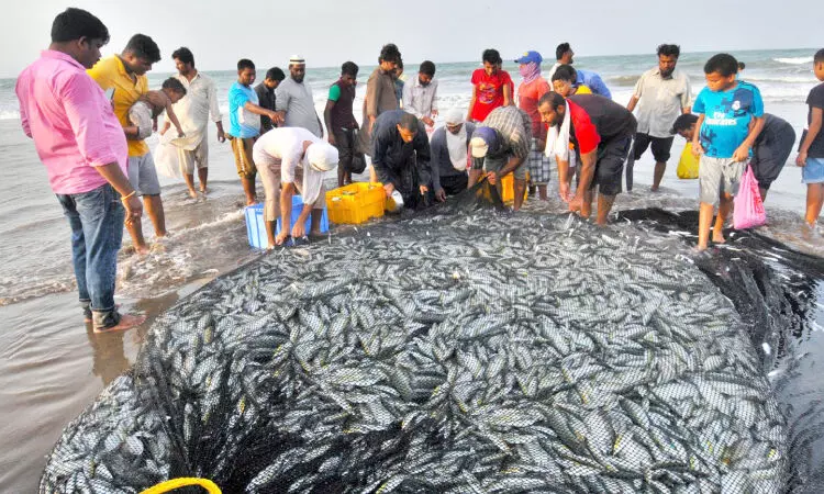 കാലാവസ്ഥ വ്യതിയാനം; മത്സ്യലഭ്യത കുറയുന്നു കാലാവസ്ഥ വ്യതിയാനം; മത്സ്യലഭ്യത കുറയുന്നു