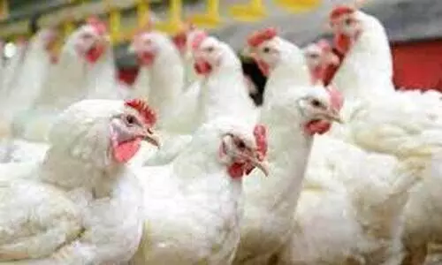 തിരുവല്ലയിൽ പക്ഷിപ്പനി സ്ഥിരീകരിച്ചു