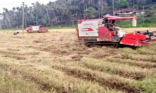 പാടങ്ങളിൽ വിളവെടുപ്പ് തകൃതിയിൽ; നെല്ലെല്ലാം സ്വകാര്യ കച്ചവടക്കാരുടെ ഗോഡൗണിലേക്ക് പാടങ്ങളിൽ വിളവെടുപ്പ് തകൃതിയിൽ; നെല്ലെല്ലാം സ്വകാര്യ കച്ചവടക്കാരുടെ ഗോഡൗണിലേക്ക്