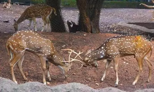 മൃഗശാലയിലെ ക്ഷയരോഗ ബാധ; ‘സിയാദ്’​റിപ്പോര്‍ട്ടിൽ അതൃപ്തി