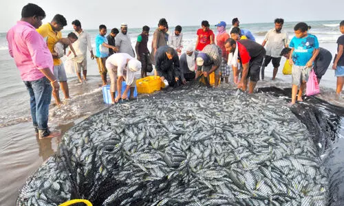 കാ​ലാ​വ​സ്ഥ വ്യ​തി​യാ​നം; മ​ത്സ്യ​ല​ഭ്യ​ത കു​റ​യു​ന്നു
