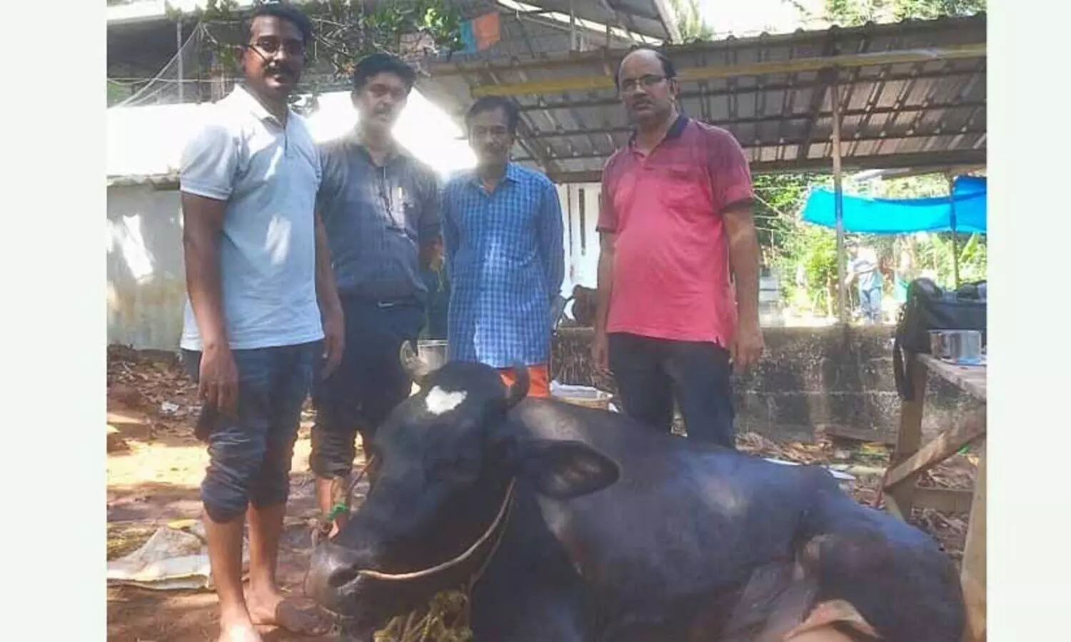 പശുവിന് സിസേറിയനിലൂടെ പിറന്നത് ഇരട്ട തലയും ഇരട്ട വാലും ഉള്ള വിചിത്ര ജീവി