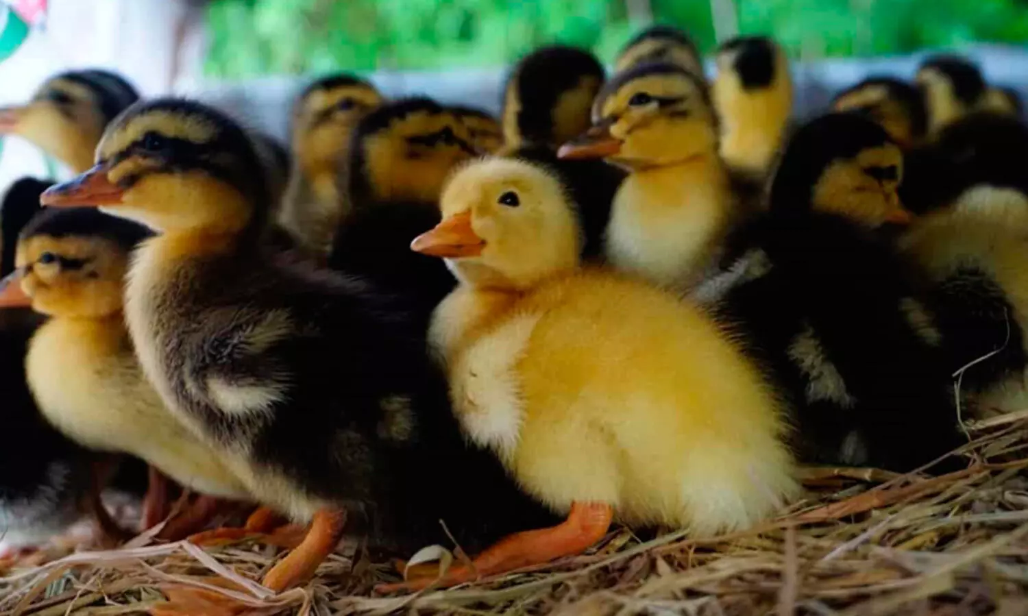 താറാവുകളെ സാമൂഹിക വിരുദ്ധർ കൂട്ടത്തോടെ കഴുത്തുഞെരിച്ച് കൊന്നുതള്ളി