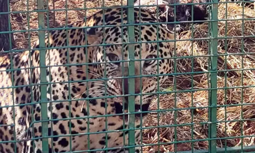 leopard Mysore