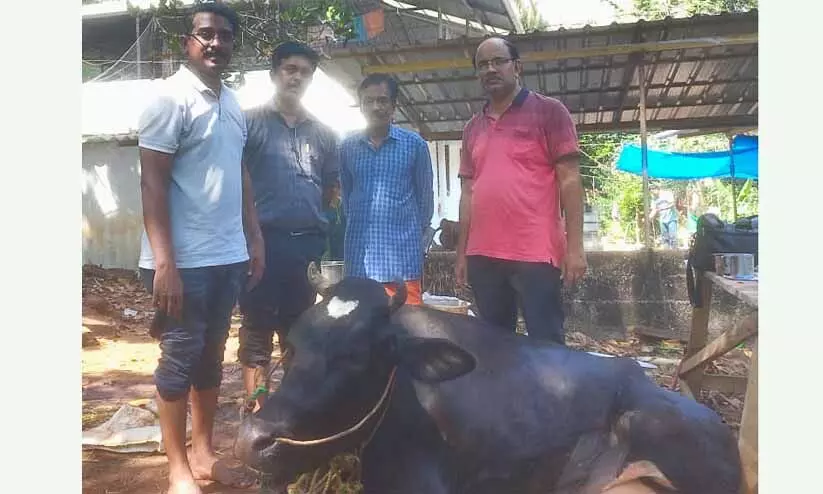 പശുവിന് സിസേറിയനിലൂടെ പിറന്നത് ഇരട്ട തലയും ഇരട്ട വാലും ഉള്ള വിചിത്ര ജീവി