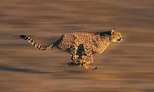 ഇന്ത്യയിലേക്ക് വീണ്ടും ചീറ്റകൾ; 12 എണ്ണം എത്തിക്കുന്നത് ദക്ഷിണാഫ്രിക്കയിൽനിന്ന്