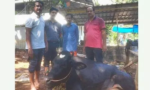 പശുവിന് സിസേറിയനിലൂടെ പിറന്നത് ഇരട്ട തലയും ഇരട്ട വാലും ഉള്ള വിചിത്ര ജീവി