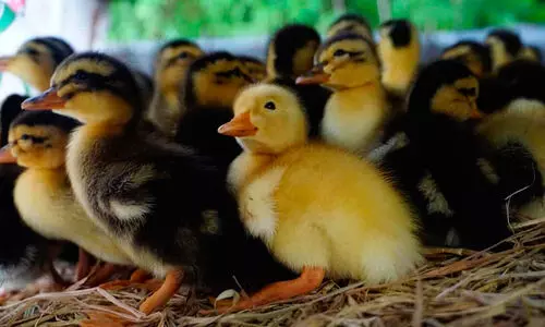 താറാവുകളെ സാമൂഹിക വിരുദ്ധർ കൂട്ടത്തോടെ കഴുത്തുഞെരിച്ച് കൊന്നുതള്ളി