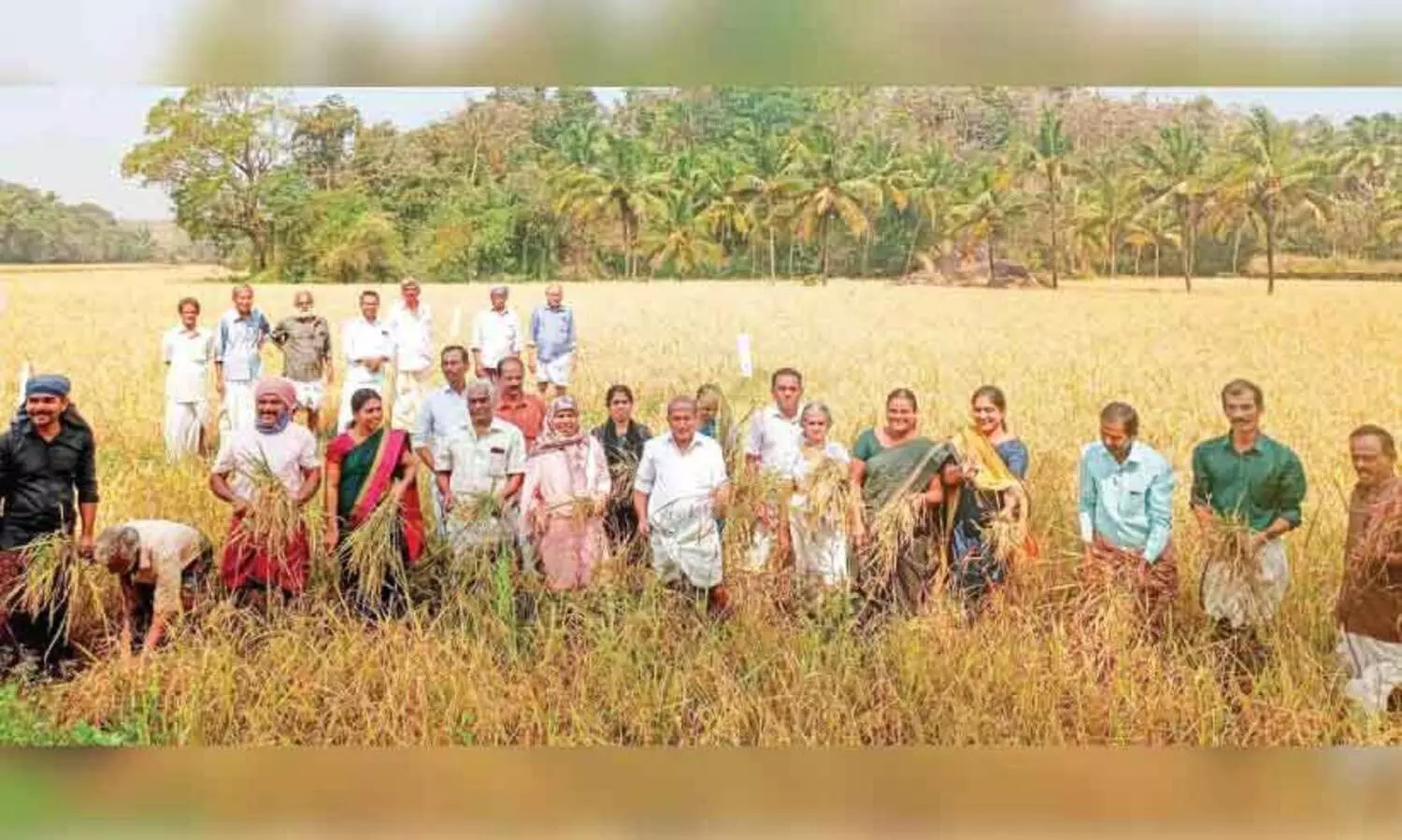 ‘മനുരത്ന 99’ കൊയ്തു; വിളവ് നൂറുമേനി