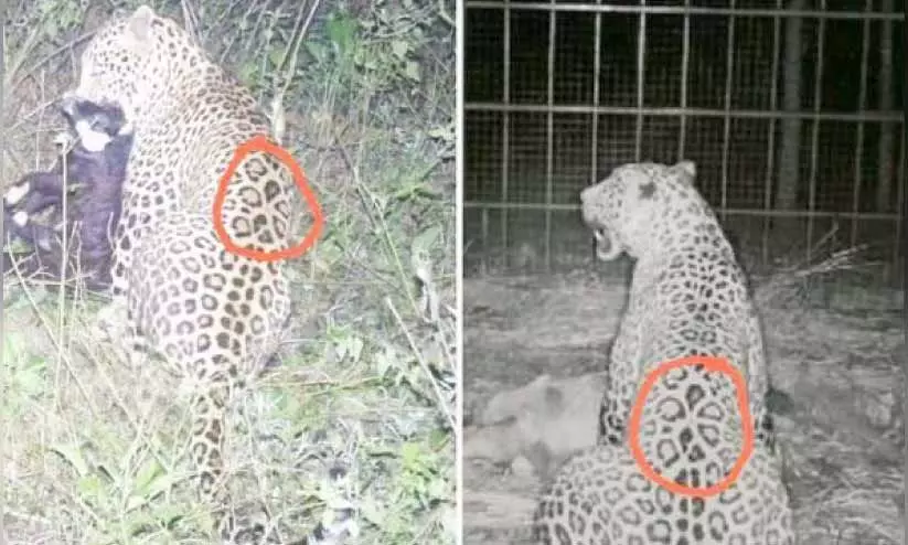 പുലി ആക്രമണം, ദൗത്യസേന രൂപവത്കരിക്കുമെന്ന് കർണാടക മുഖ്യമന്ത്രി