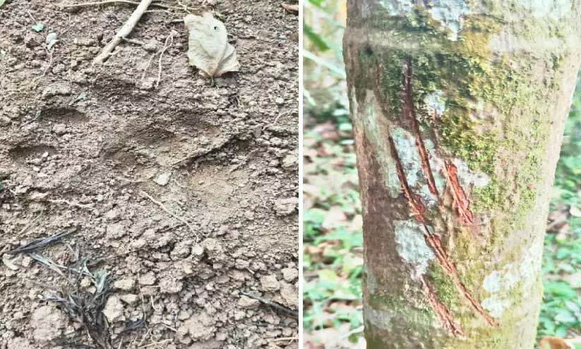 പൊന്മുടിക്കോട്ടയുടെ ഉറക്കംകെടുത്തി കടുവയും പുലിയും