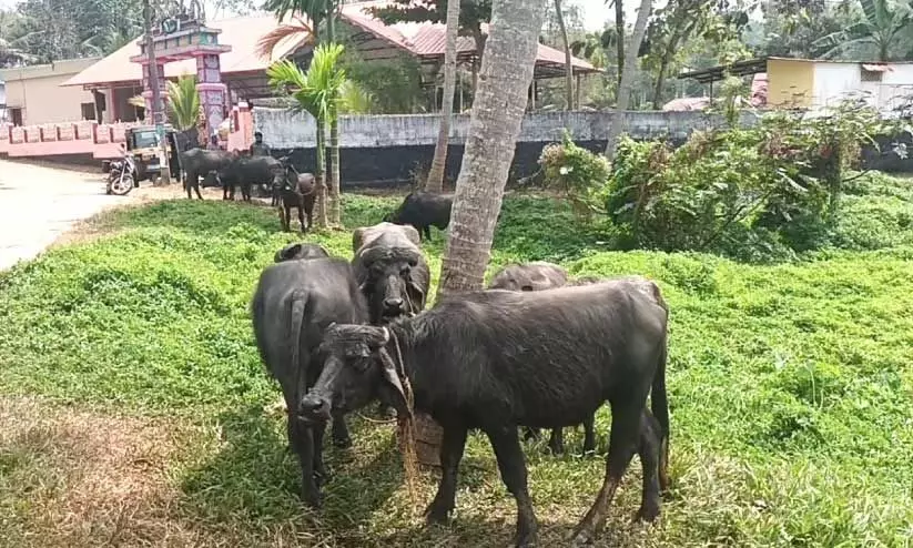 ഉടമസ്ഥനില്ലാതെ പോത്തിൻകൂട്ടം: ജനം പരിഭ്രാന്തരായി