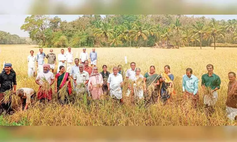 ‘മനുരത്ന 99’ കൊയ്തു; വിളവ് നൂറുമേനി ‘മനുരത്ന 99’ കൊയ്തു; വിളവ് നൂറുമേനി