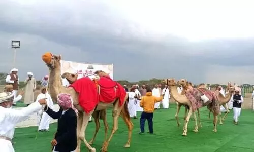 Shinas heritage festival