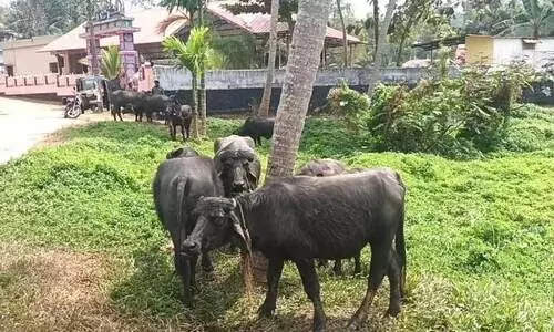 ഉടമസ്ഥനില്ലാതെ പോത്തിൻകൂട്ടം: ജനം പരിഭ്രാന്തരായി